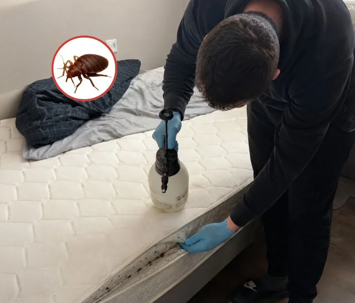 Technicien traitant un matelas contre les punaises de lit à Bessancourt